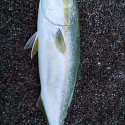 ワカシ