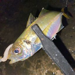 アジ