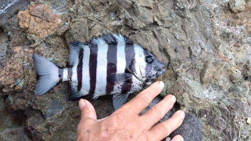 サンバソウの釣果