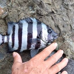 サンバソウ