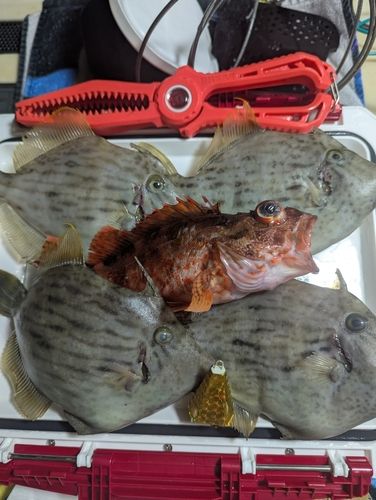 カワハギの釣果