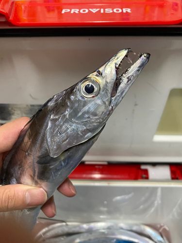 本牧海づり施設
