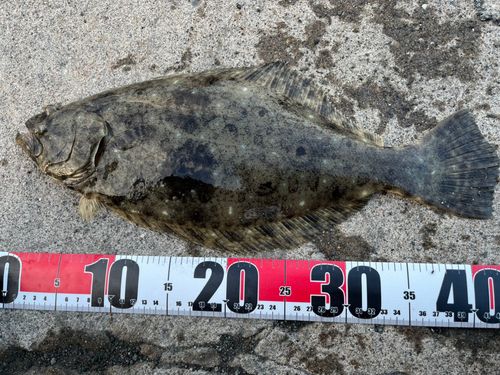 ヒラメの釣果