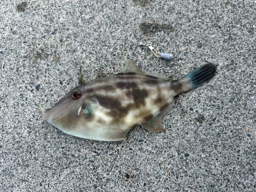 ウマヅラハギの釣果