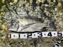 チヌの釣果