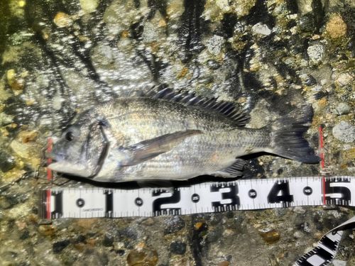 チヌの釣果