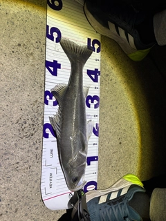 フッコ（ヒラスズキ）の釣果