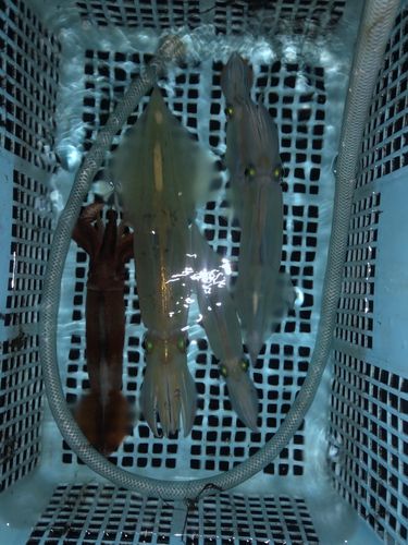 ヤリイカの釣果