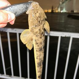 マゴチ