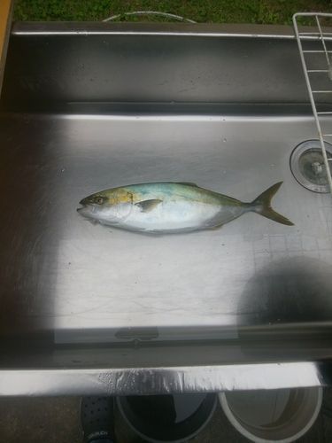 ツバスの釣果