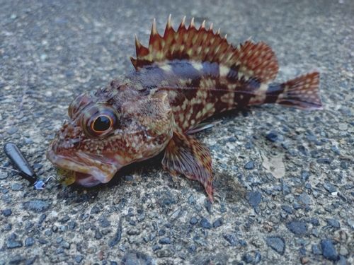 カサゴの釣果