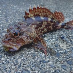 カサゴ