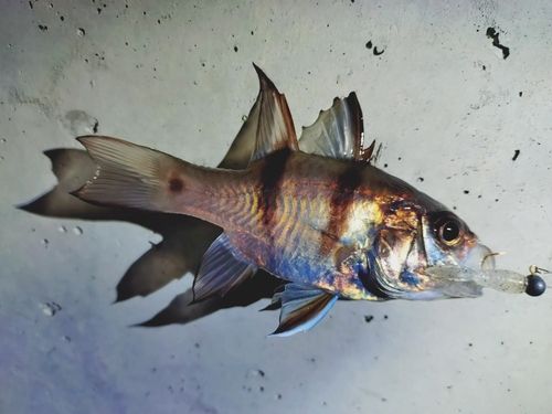 ヨコスジイシモチの釣果