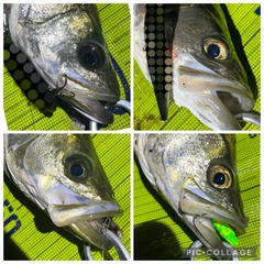シーバスの釣果