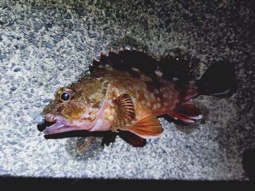 カサゴの釣果