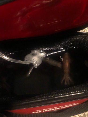 ヒイカの釣果