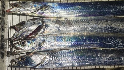 タチウオの釣果