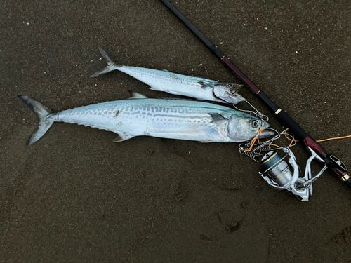 サゴシの釣果