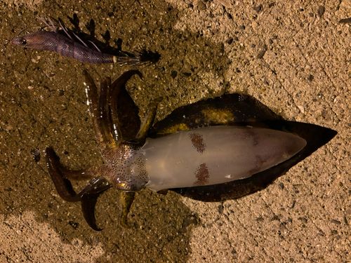 アオリイカの釣果