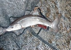 エゾウグイの釣果
