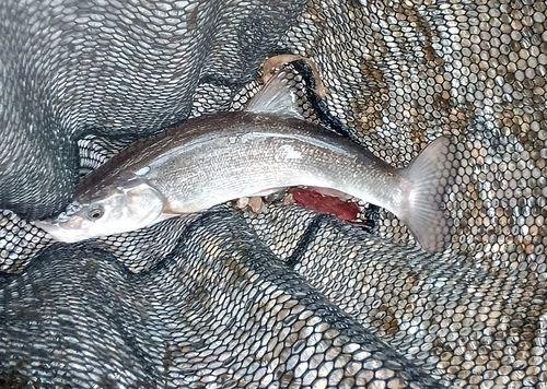 エゾウグイの釣果