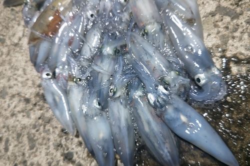 マメイカの釣果