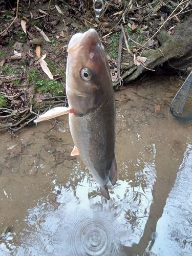 エゾウグイの釣果