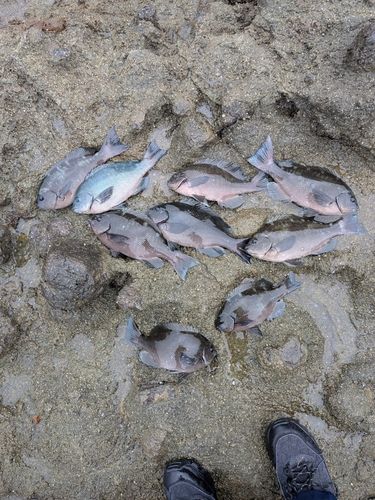 クチブトグレの釣果