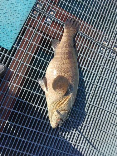 チャイロマルハタの釣果