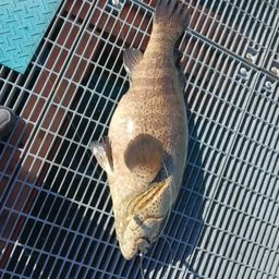 チャイロマルハタ