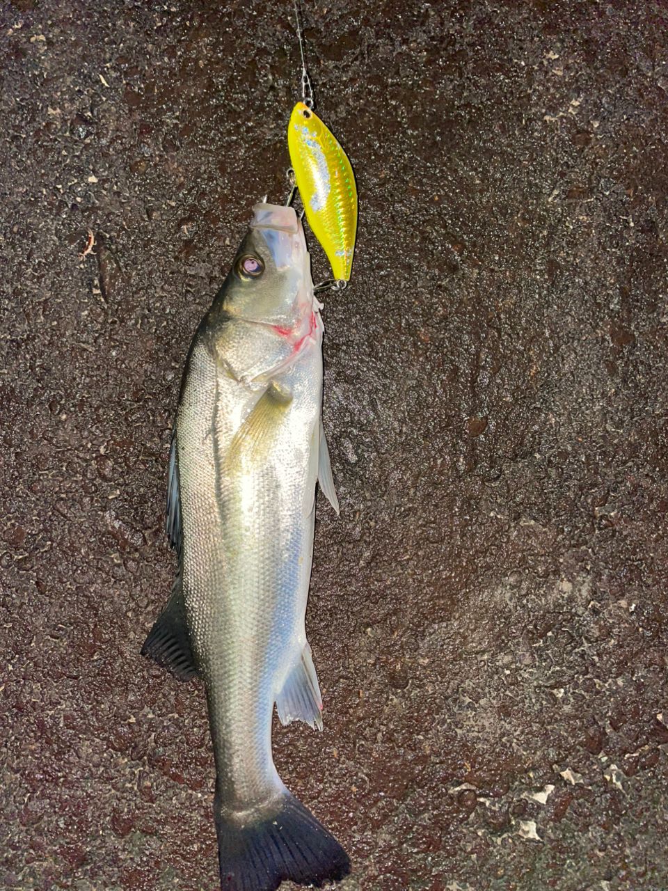 GCRAFT セブンセンスTR モンスタージェティ MJS-1002-TRの最安値