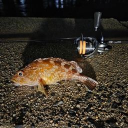 カサゴ
