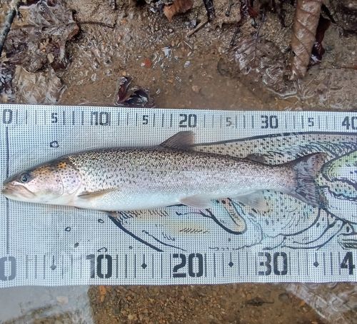 イトウの釣果