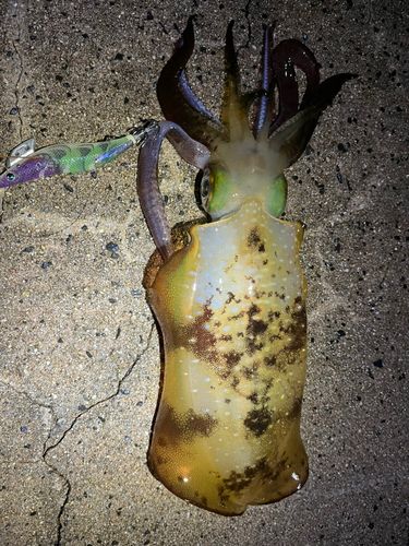 アオリイカの釣果