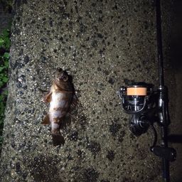 メバル