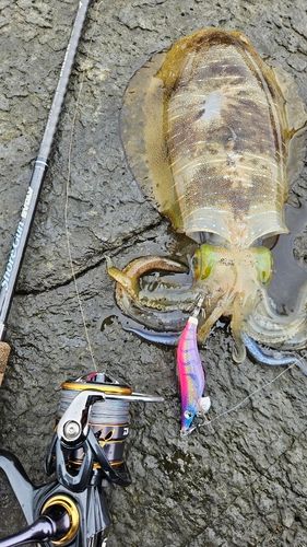 アオリイカの釣果