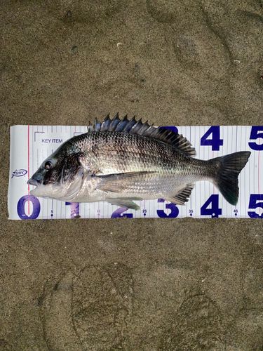 チヌの釣果