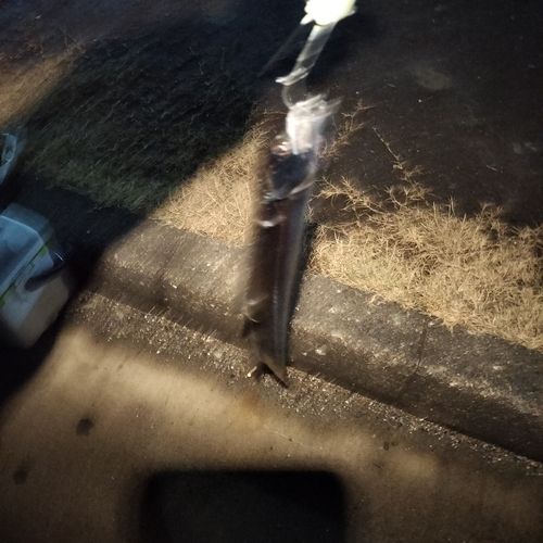 タチウオの釣果