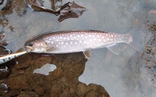 アメマスの釣果