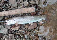 アメマスの釣果