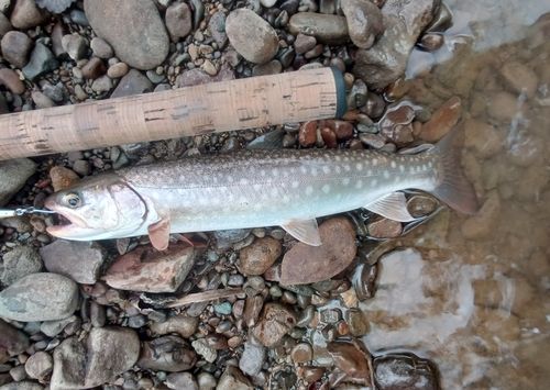 アメマスの釣果