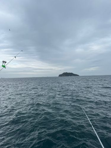 クサフグの釣果