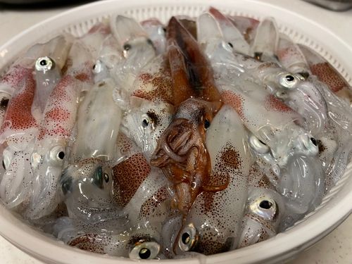 マメイカの釣果