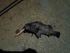 クロソイの釣果