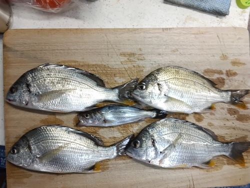 知多湾