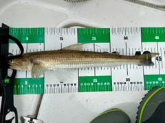 マエソの釣果