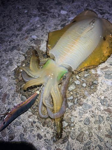 アオリイカの釣果