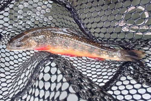 オショロコマの釣果