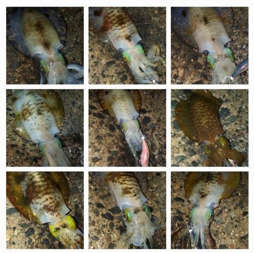 アオリイカの釣果