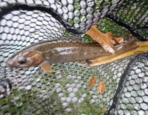 エゾイワナの釣果
